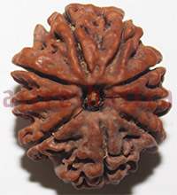 9 mukhi 27940 24mm